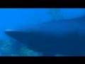 Tomb Raider Underworld - L aventure Continue 2 - Trailer[fr]