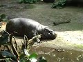 Dierenpark Wissel Epe