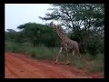 kilaguni pre breakfast safari