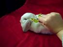 bunnybutterfly