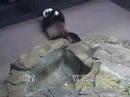 Prayers for Mei Xiang full recovery