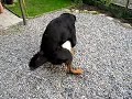 Kampfhunde und andere Wahrheiten