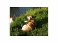 A Glimpse Into Corgis Journey