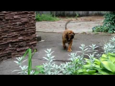 fila brasileiro