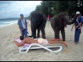 Elephant massage, Bang Tao Beach, Phuket Thailand