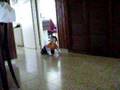 videos de Ari-Yehuda