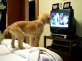 Cachorro labrador viendo tv