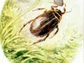 The Tale of Mr Jeremy Fisher by Beatrix Potter