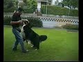Ballo col bernese