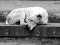 harmony is an independent, non-profit organization. our aim is to build the first chain of permanent dog (and cat) shelters throughout bulgaria and let not a single stray dog remain homeless, hungry, mistreated and used for horrifying purposes. we call all the dog lovers and animal protection organizations, together with us to create a strong unity against corruption, political interests and money loundering.


mission & vision

we strive to contribute to harmony life in bulgaria, where stray dogs will no longer constitute a problem to people and vice versa. by providing the most necessary and simple living conditions for the stray dogs, we strive to create such a pleasant environment, so that not only the dogs will lead the life they deserve, but also humans will deserve to call themselves 'humans'!