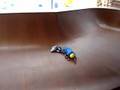 Caidas en Patines Raymond Mojica