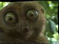 the-dramatic-lemur.html