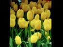 \"Katrin\" or Renaissance Petals - By Scott Thomas \"Katrin\" or Renaissance Petals - By Scott Thomas