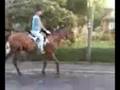 videos de 8 yrs 16 hh Bay TB X Northwich