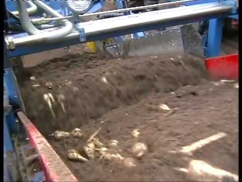 how to harvest parsnips