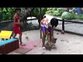 Thailand Tiger Petting Zoo for Kids On Location for the Discovery Channel, I found this Thailand Tiger Petting Zoo for Kids