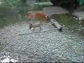 Pastor Belga Malinois video