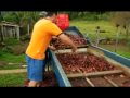 Colheita de Pinhão na Serra Catarinense - Projeto Kayuvá