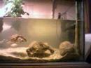 trachemys-wedding-2.html