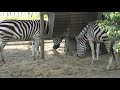 グラントシマウマ (熊本市動植物園) 2019年4月18日