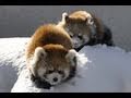 雪で遊ぶレッサーパンダ〜Red Panda playing in the snow - YouTube