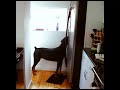 Dobe drinks water from fridge