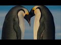 the march of the penguins   glósóli