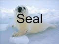 Do you know your Animal Sounds?