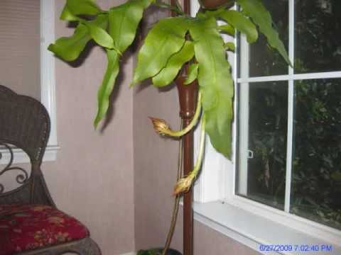 how to care for night blooming cereus