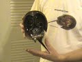 Horseshoe Crab Anatomy. This video shows both a live male and female horseshoe crabs. I show you how to tell what sex the horseshoe crabs are and point out different parts of their anatomy, such as 10 eyes. These horseshoe crabs were captured at Mosquito Lagoon in Titusville, Florida just a few mile from the Kennedy Space Center. To learn more about horseshoe crabs go to horseshoe-crabs.com