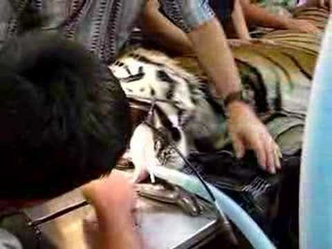 tiger teeth