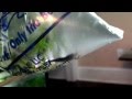 Opening Orange Eye Blue Tiger Shrimp shipment