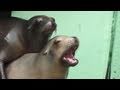 Obnoxious seal demands food!