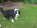 Border Collie Happy zoekt stokje en riem Border Collie Happy zoekt stokje en riem