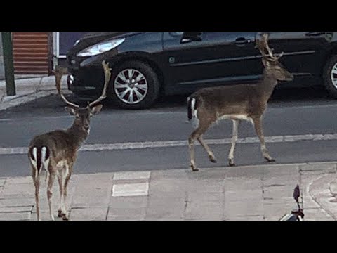 Corona-Pandemie: Rehe laufen durch menschenleere Strae ...