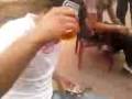 videos de Nailton bebado e vig