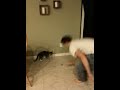 Super ball kitty