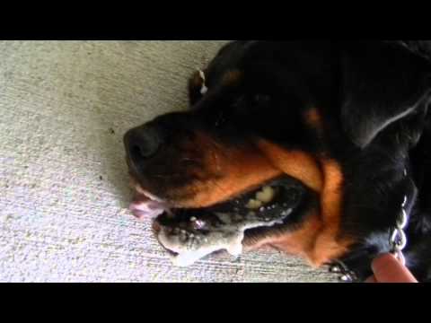 how to control epilepsy in dogs