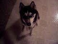 NahNuk Whispers -Siberian Husky pt. 2 NahNuk Whispers -Siberian Husky pt. 2