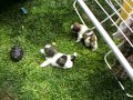 Shih-Tzu e bom amigo