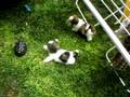 Shih Tzu e bom amigo
