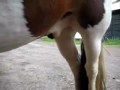 Tor Cleans Smartie's Penis