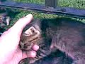 felinos de  mi  corazon