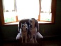 So you think you want a Husky?