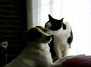 kat likt hond