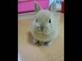 うさぎのキュンキュン
