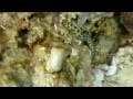 Murène et rascasses volantes Pterois (Lion fish) en vidéo - Plongée à l'île Maurice