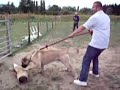 South African Mastiff (Boerboel) 1st Protection testing South African Mastiff (Boerboel) 1st Protection testing