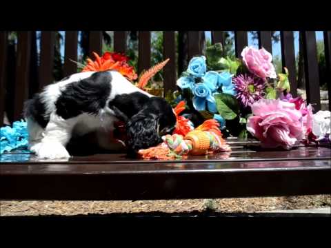 Balto AKC Black Tri Male Cocker Spaniel Puppy for sale