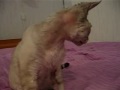 Bitti the Devon Rex Cat 1 Bitti the Devon Rex Cat 1